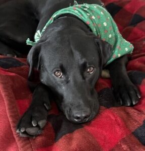 Black Labrador Mix