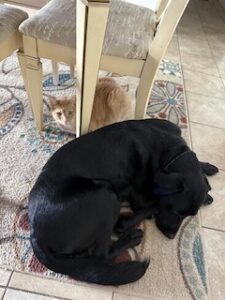 Black Labrador Mix