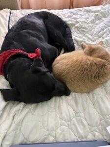 Black Labrador Mix