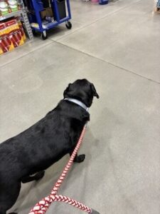 Black Labrador/Pyrenees Mix
