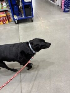 Black Labrador/Pyrenees Mix