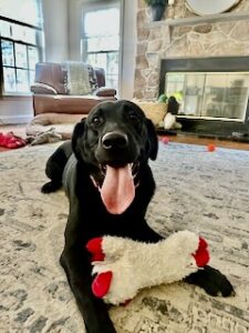 Black Labrador Retriever