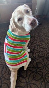 Yellow Labrador Retriever