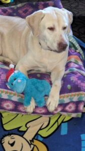 Yellow Labrador Retriever