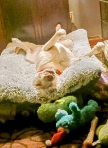 Yellow Labrador Retriever