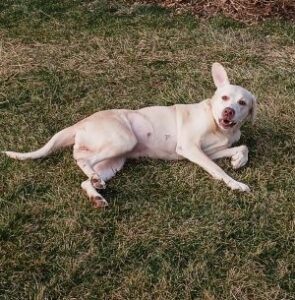 Yellow Labrador Retriever