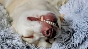 Yellow Labrador Retriever