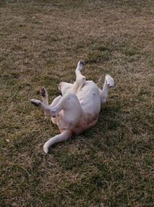 Yellow Labrador Retriever