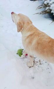 Yellow Labrador Retriever