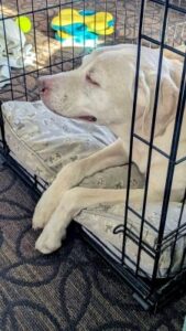 Yellow Labrador Retriever