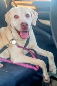 Yellow Labrador Retriever