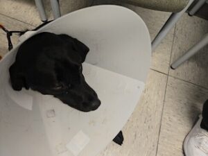 Black Labrador Retriever Mix