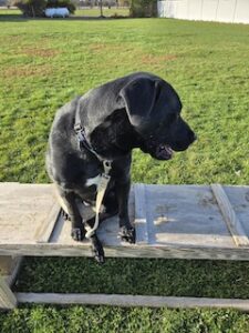 Black Labrador Retriever Mix
