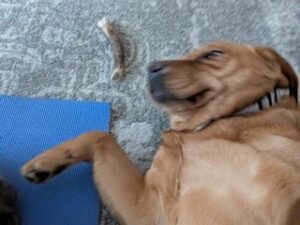 Yellow Labrador Retriever