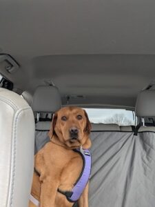 Yellow Labrador Retriever