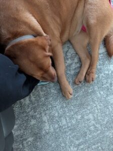 Yellow Labrador Retriever