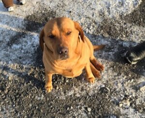 Yellow Labrador Retriever