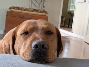 Yellow Labrador Retriever