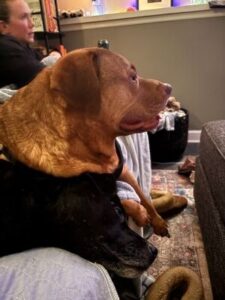 Labrador Retriever mix