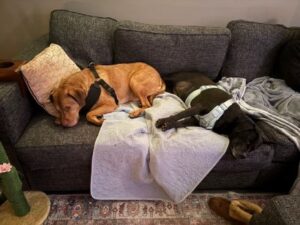 Labrador Retriever mix