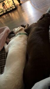 Yellow Labrador Retriever