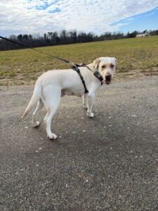 Yellow Labrador Retriever