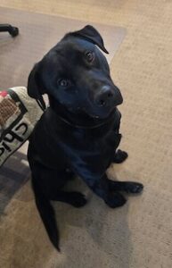 Black Labrador Mix