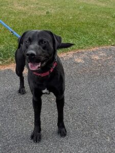 Black Labrador Retriever Mix