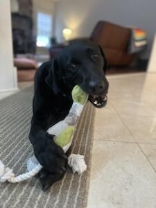 Black Labrador Retriever