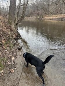 Black Labrador Retriever