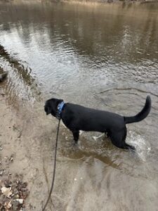 Black Labrador Retriever