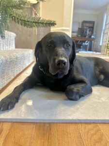 Black Labrador Retriever