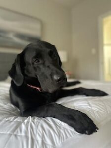 Black Labrador Retriever