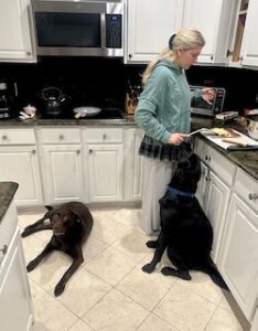 Black Labrador Retriever