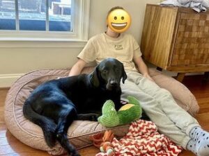 Black Labrador Retriever