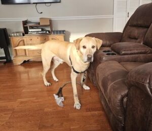 Yellow Labrador Retriever