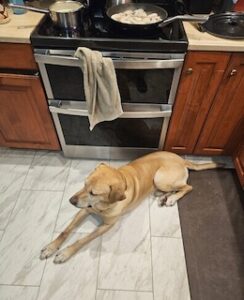 Yellow Labrador Retriever