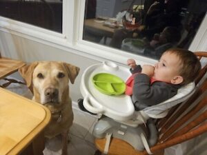 Yellow Labrador Retriever