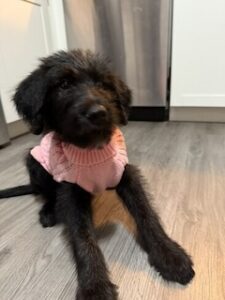 Black Labradoodle/German Shepherd Mix