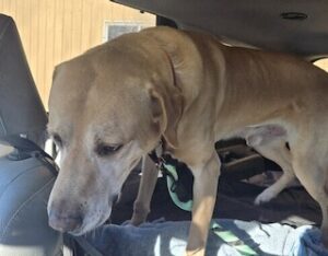 Yellow Labrador Retriever