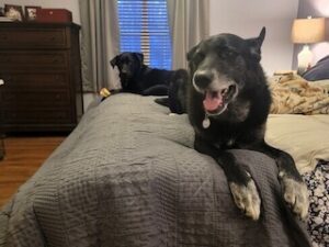 Black Labrador Mixes