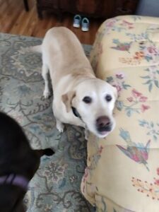 Yellow Labrador Retriever