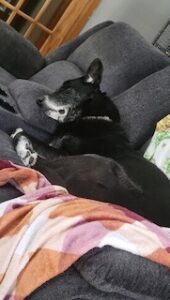 Black Labrador Mixes