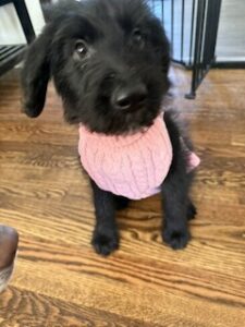 Black Labradoodle/German Shepherd Mix
