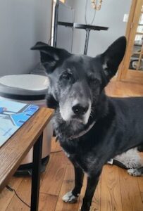 Black Labrador Mixes