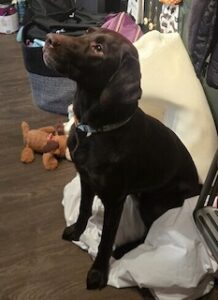 Chocolate Labrador Retriever