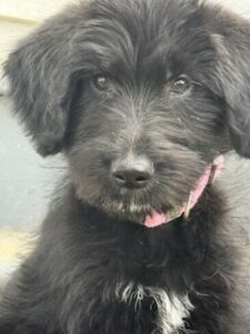 Black Labradoodle/German Shepherd Mix