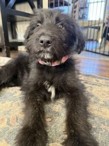 Black Labradoodle/German Shepherd Mix