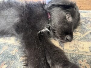 Black Labradoodle/German Shepherd Mix