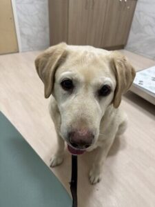 Yellow Labrador Retriever